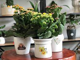 Cây cảnh mini - Quà tặng độc đáo